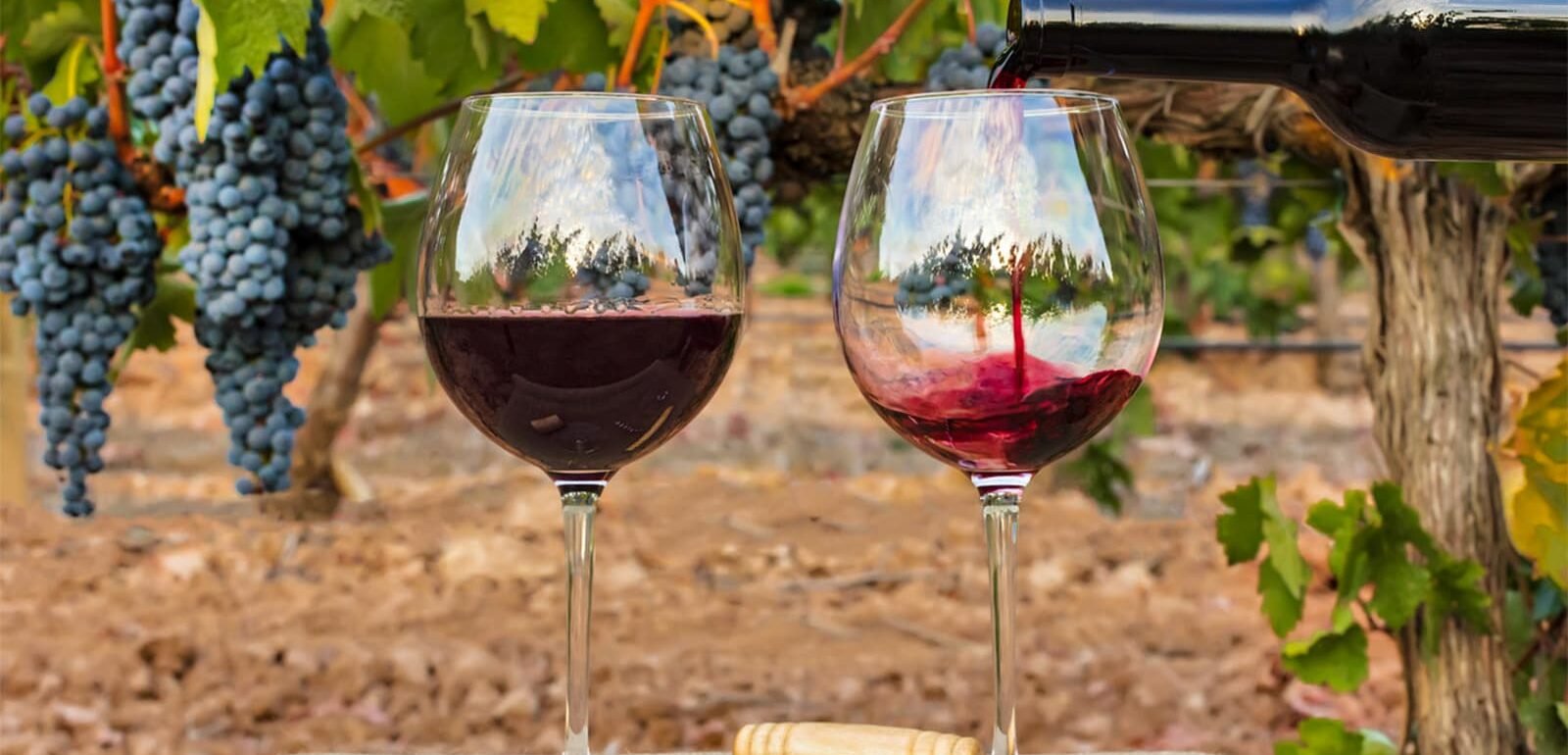 Wine Tasting in Algarve