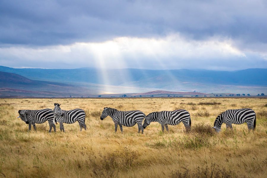 the-origin-of-the-word-safari-blog-zebra-safari-tours