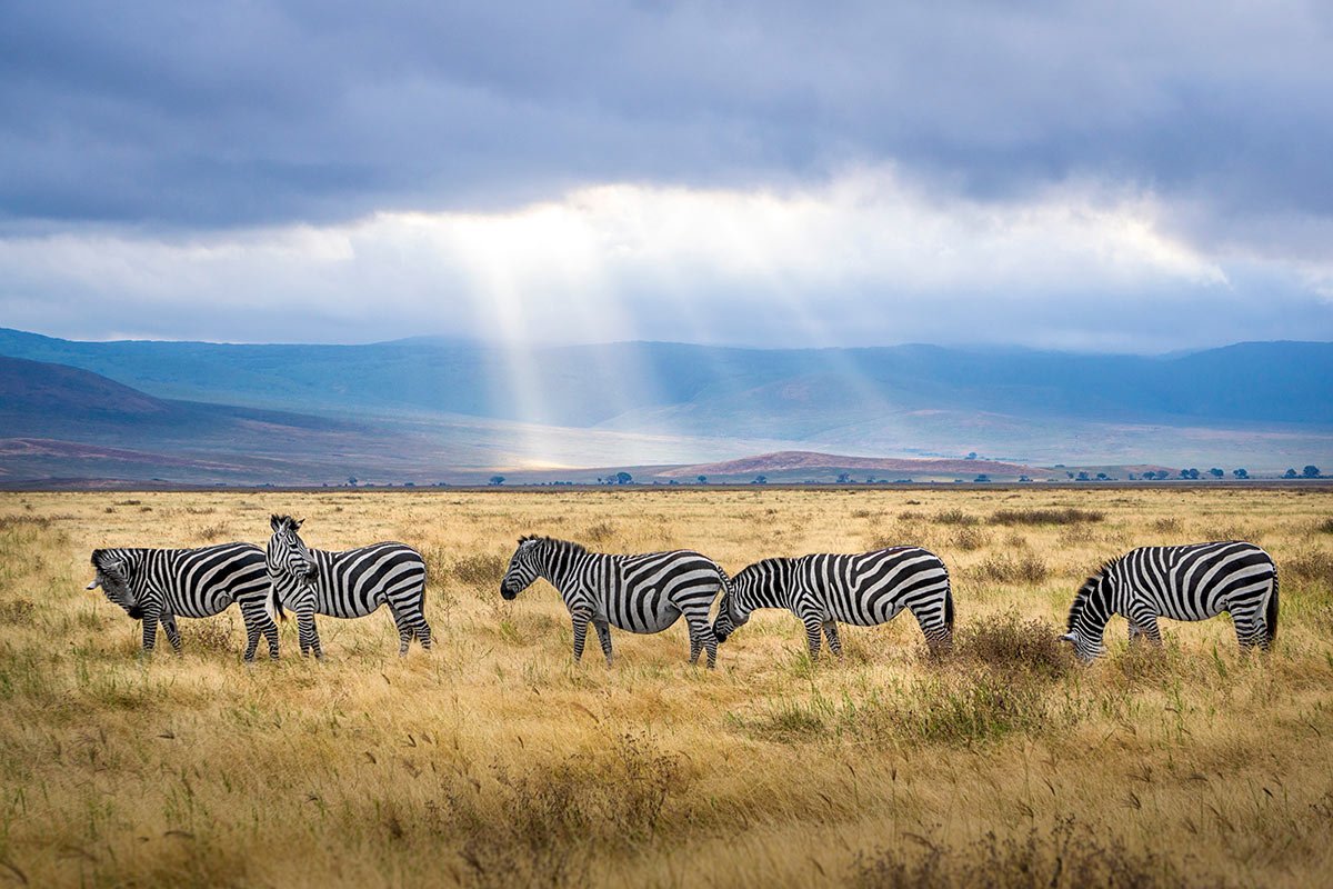 The Origin Of The Word Safari Blog Zebra Safari Tours