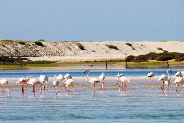 Flamingos in Algarve