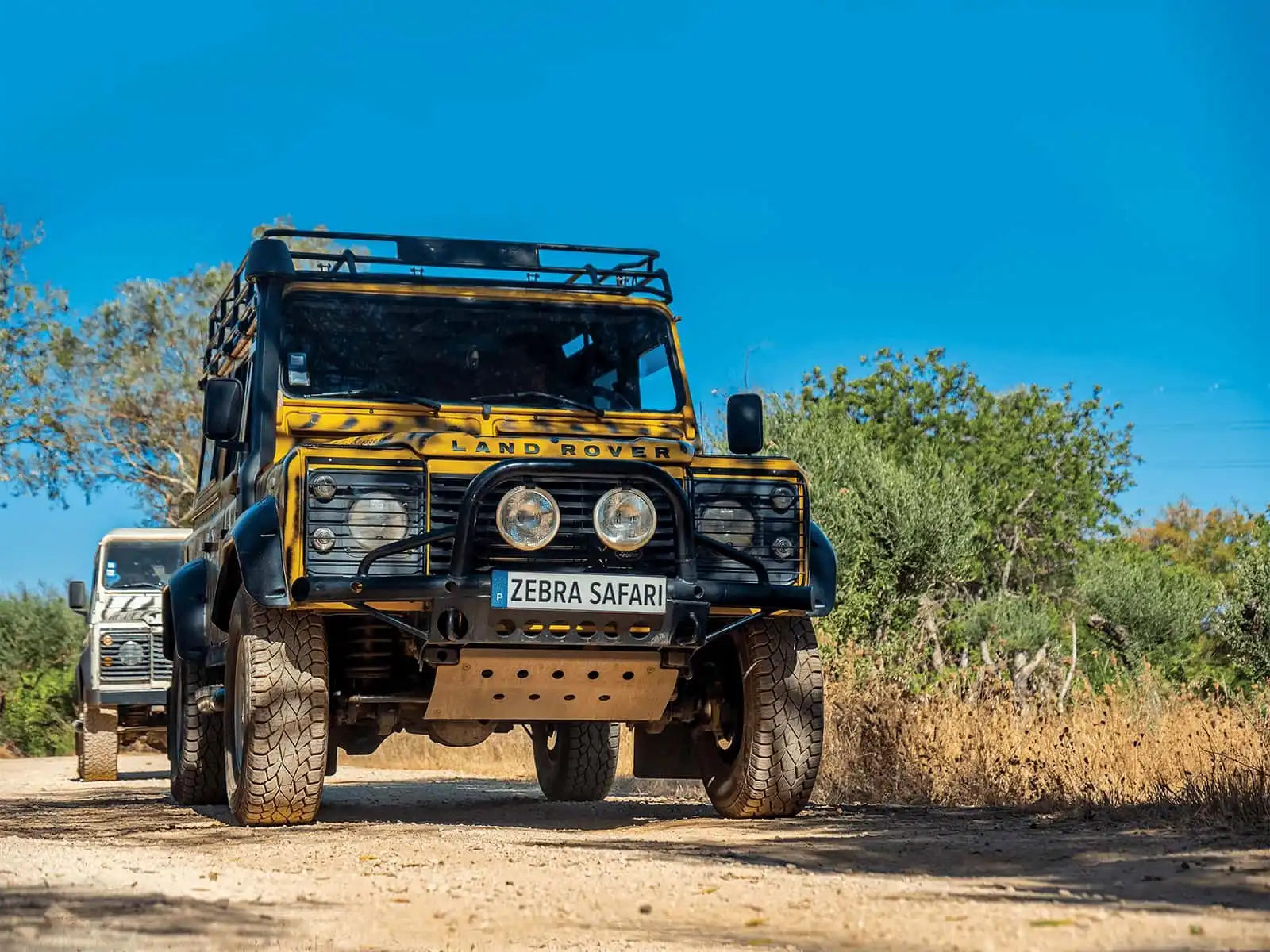 Zebra Safari Tours